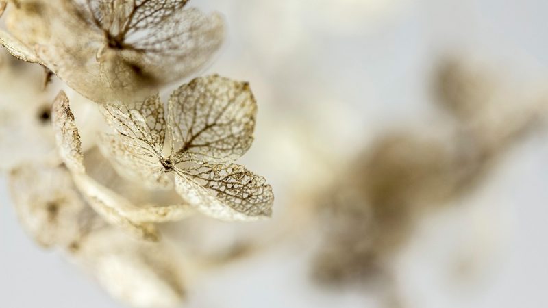 hydrangea, dried flowers, dried hydrangea, blossom, bloom, flower background, flower wallpaper, flower, nature, close up, macro, beautiful flowers, faded, grief