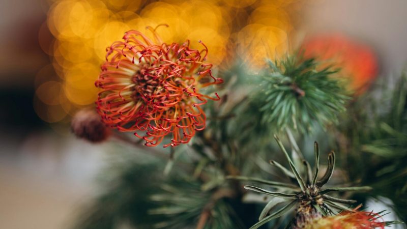 Close-up of protea flowers in a festive setting with a blurred Christmas tree in the background.