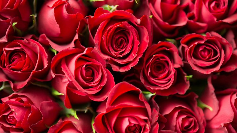 A stunning close-up of red roses, perfect for romantic occasions and floral gift ideas.