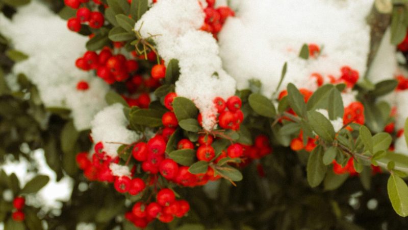 Bright red berries with vibrant green leaves covered in fresh snow, creating a wintery holiday scene.