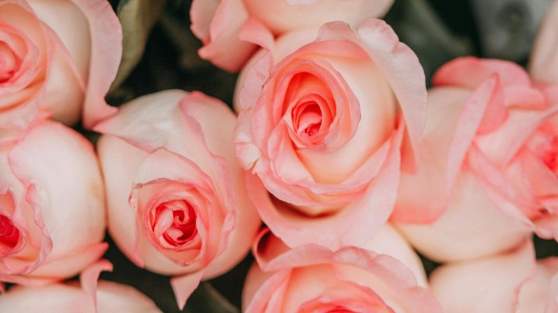 A close-up view of a stunning bouquet of pastel pink roses in full bloom, perfect for floral decor.