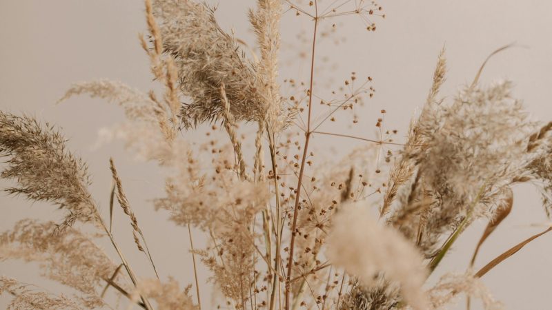 Earthy toned close-up of dried pampas grass against a soft background.